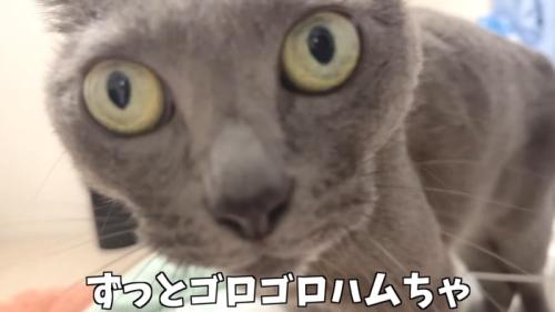 ゴロゴロハムちゃん