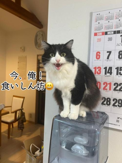 座って鳴く猫