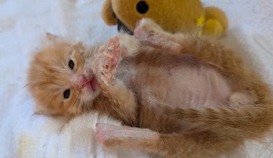 ヘソ天の子猫