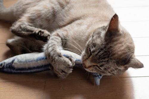 おもちゃで遊ぶ猫