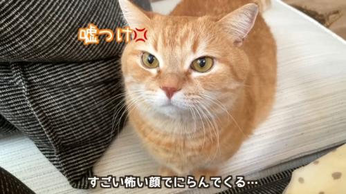 ママに怒るプリンくん