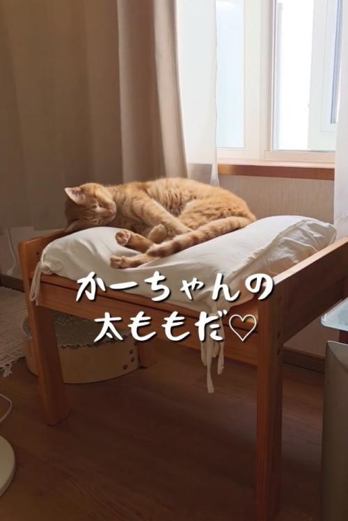 クッションに頭を擦り付ける