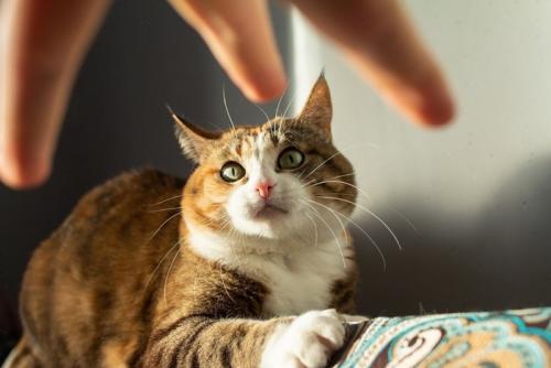 飼い主に叱られる？猫
