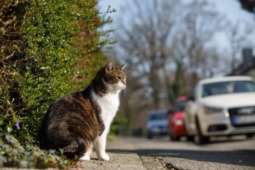 交通量の多い道路を渡ろうとする猫