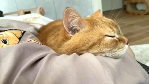 添い寝するプリンくん