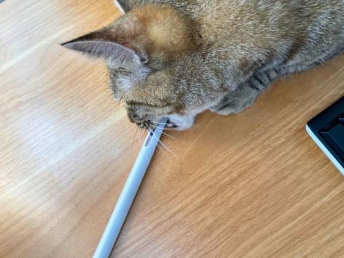 ペンに噛みつく猫