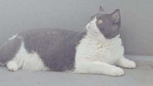 ベランダにいる猫