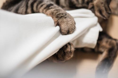 甘嚙みする猫