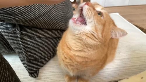 ママを噛もうとするプリンくん