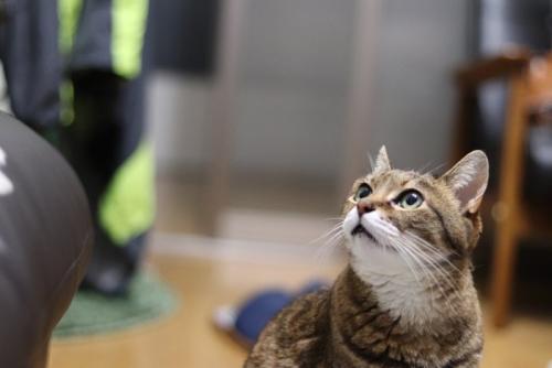 猫が一点を見つめている様子