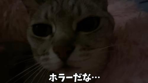 暗闇の中のマロちゃん