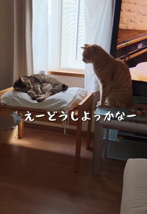 クッションに寝転ぶ