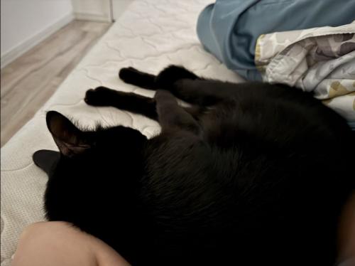 ベッドの上で添い寝する猫