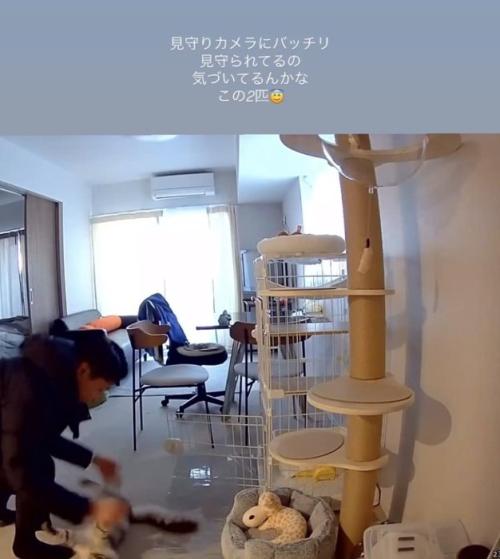 パパに遊んでもらう保護猫