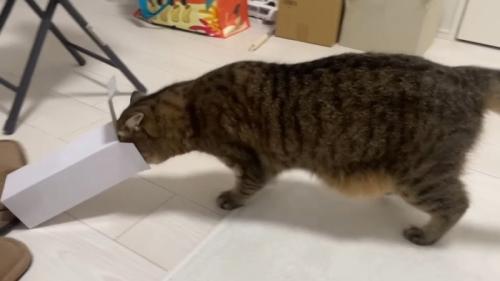 顔を押しつけながら歩行