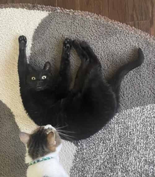 仰向けに寝て他の猫に見られる猫