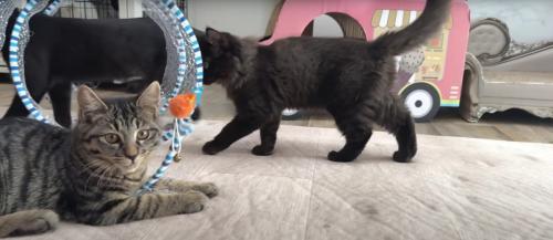 遊んでいる子猫たち