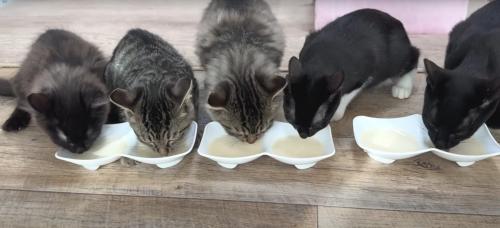 ミルクを飲んでいる子猫