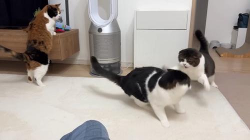 猫パンチするぽこJくん