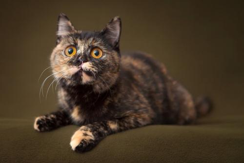 一点を見つめるべっこう猫