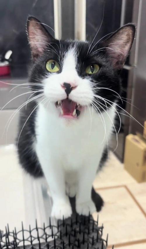 鳴いている猫