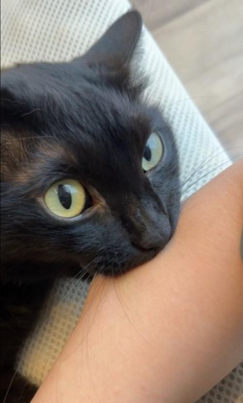 人の腕を噛む黒猫のアップ