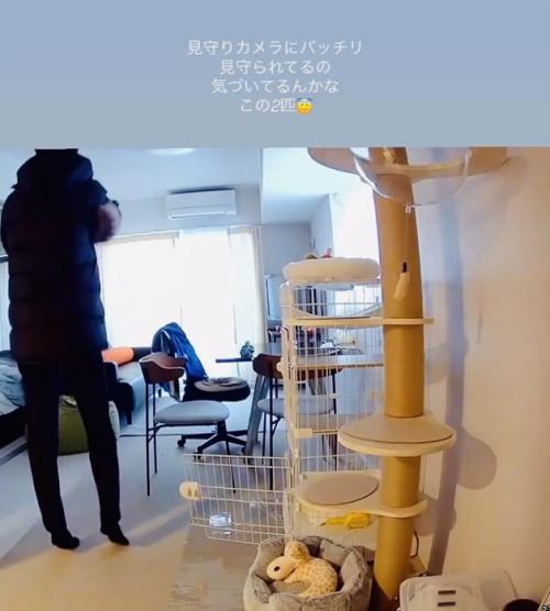 パパに抱っこされる保護猫