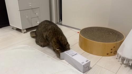 顔を入れようとして