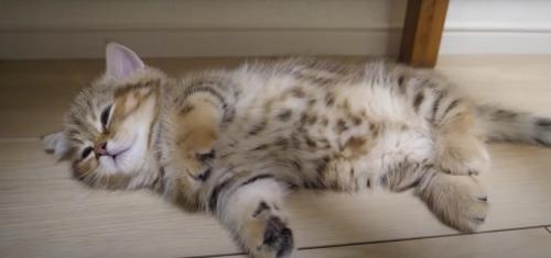 寝そべっている子猫