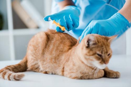 マイクロチップを挿入する猫