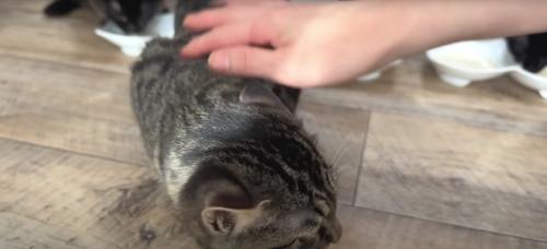 撫でられている子猫
