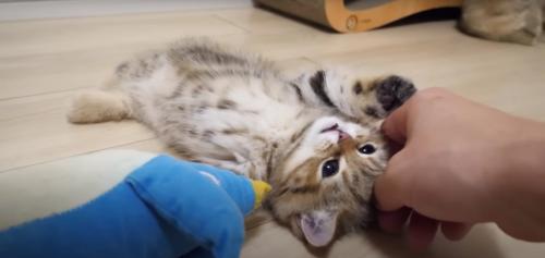 仰向けに寝ている子猫