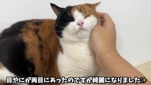 キャットタワーの上のぺこ美ちゃん