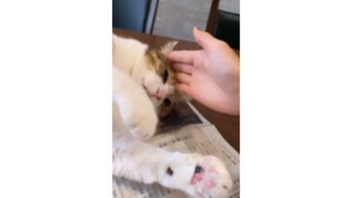 寝転ぶ猫