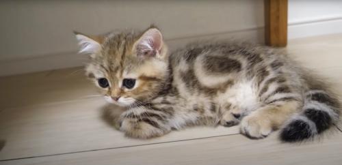 香箱座りをしている子猫