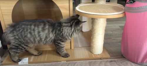 遊んでいる子猫たち