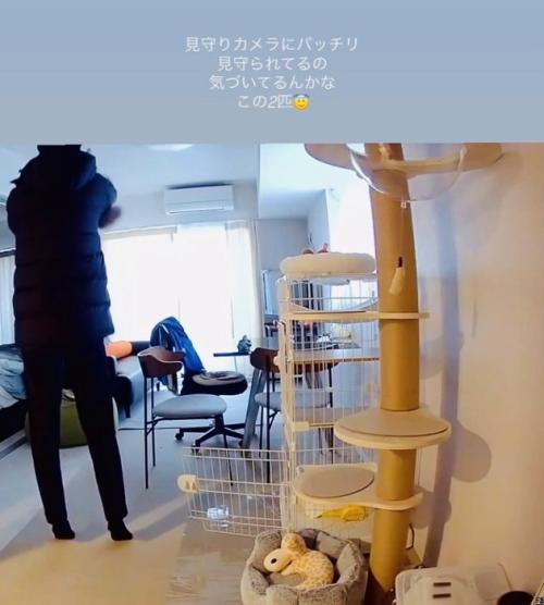 パパに抱っこされる保護猫