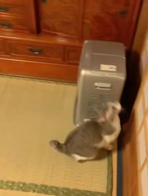 障子の前の猫