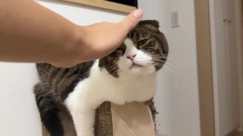 爪とぎの上のぽこJくん