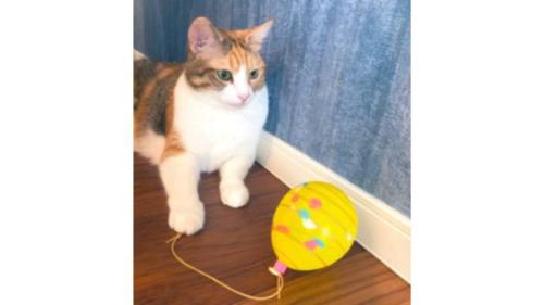 室内にいる猫