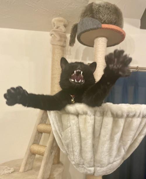 ハンモックに乗る猫