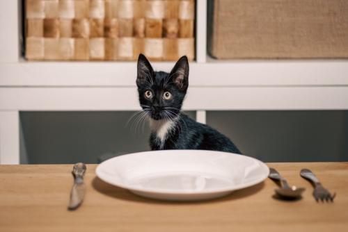 お皿が乗ったテーブルにつく猫