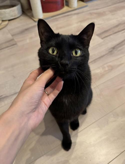 正面を見る黒猫