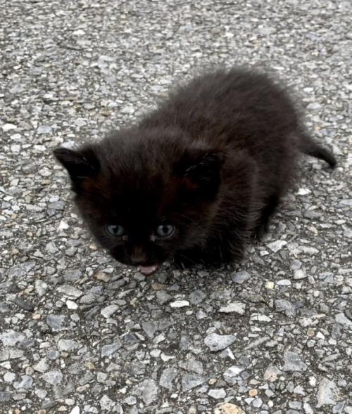 うずくまる子猫