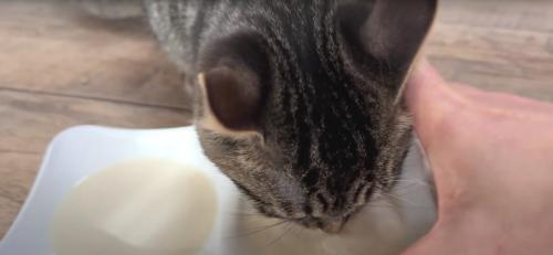 ミルクを飲んでいる子猫