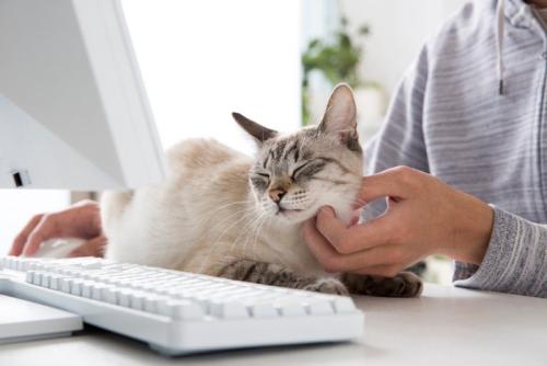 あごを撫でられている猫