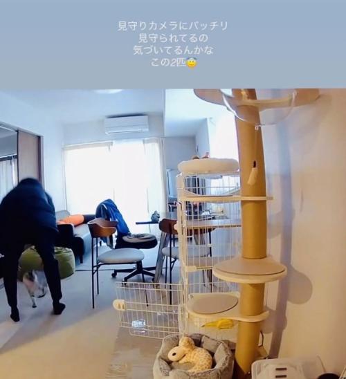 パパの抱っこから床に下りた保護猫