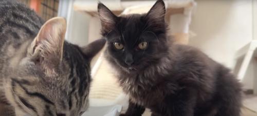 ミルクを飲んでいる子猫