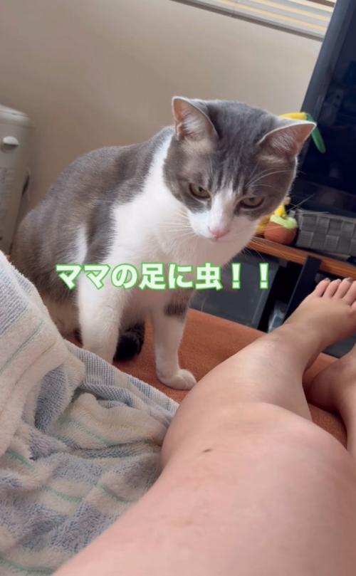 足のホクロを見つめる猫