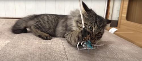 遊んでいる子猫たち